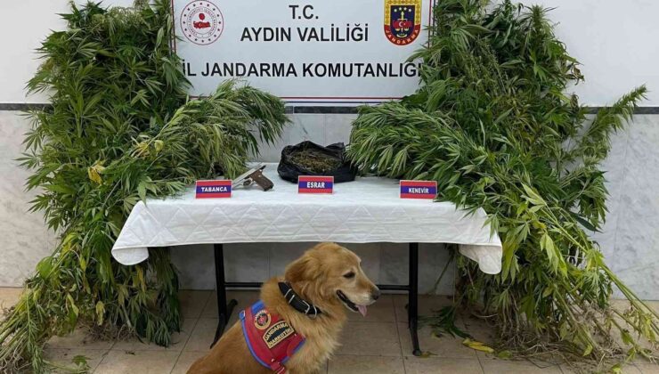 Aydın’da bir haftada 6 uyuşturucu taciri tutuklandı