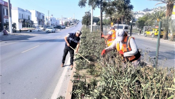 Bodrum Belediyesi ağaç budama çalışmalarını sürdürüyor