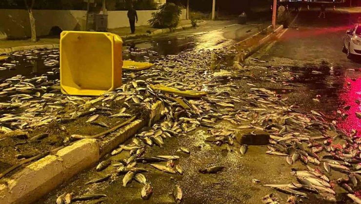 Kamyon okul duvarına çarptı, kasadaki yüzlerce kilo balık yola saçıldı