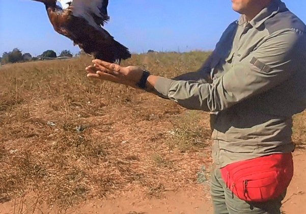 Karayolundan kurtarılan angıt kuşu yeniden doğaya salındı