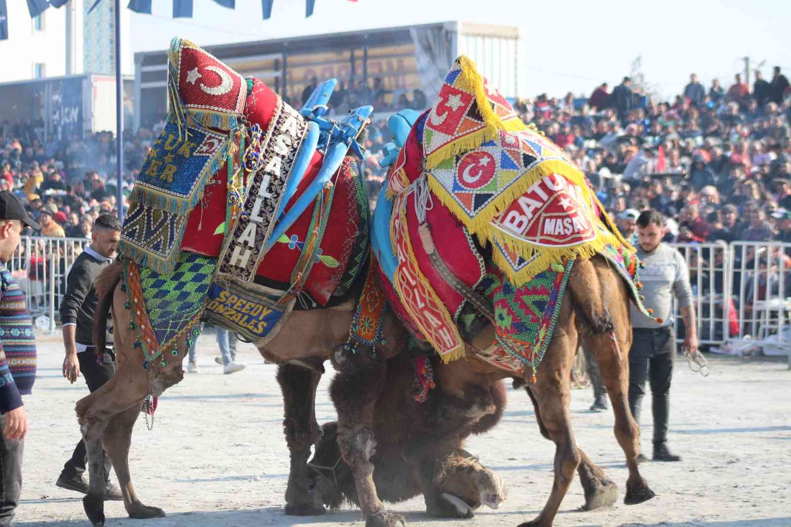Aydın’da 160 deve kıran kırana güreşti
