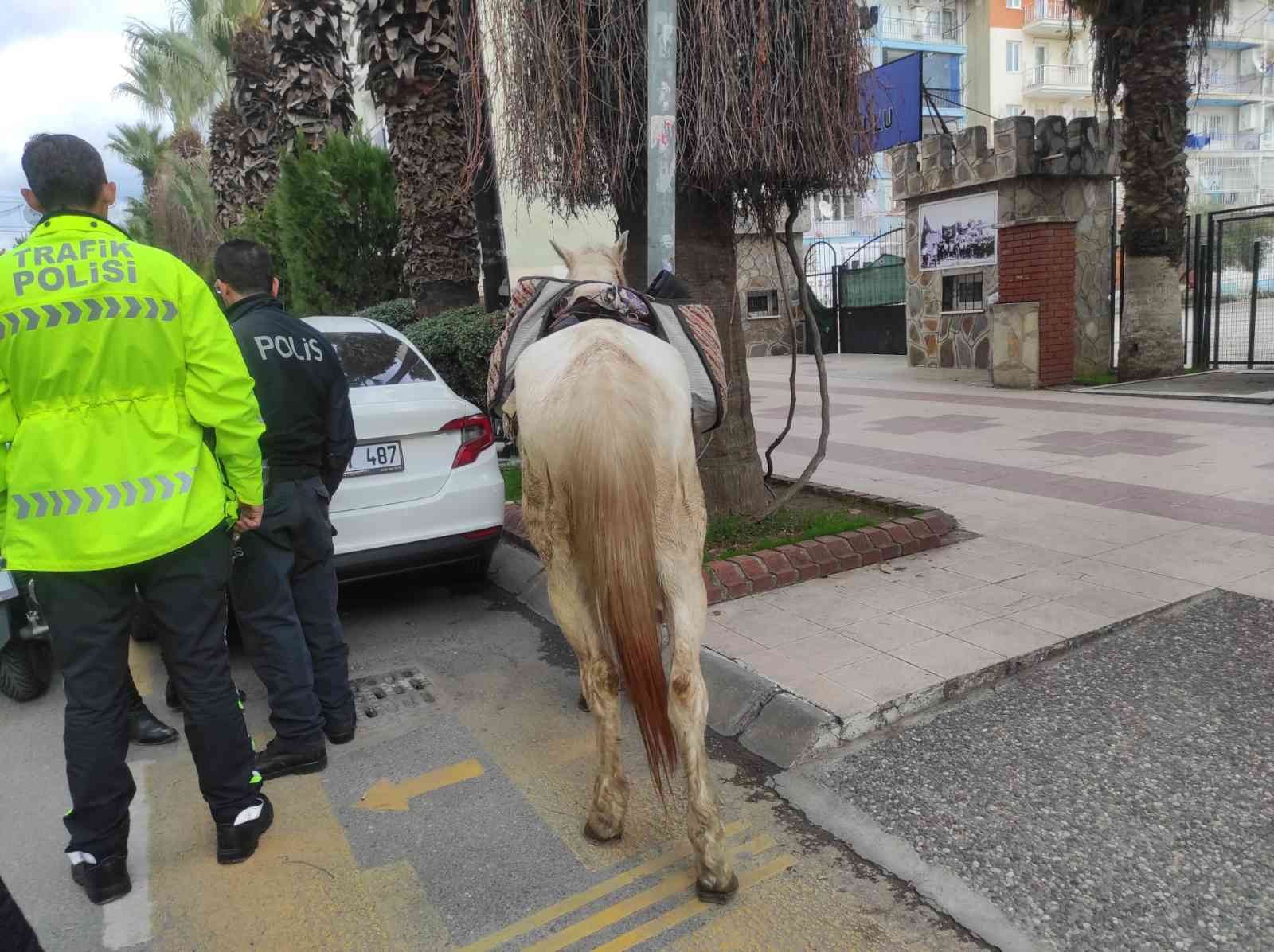 Beyaz atlı kovboy uyarıları dinlemedi, trafik ekipleri atını bağladı