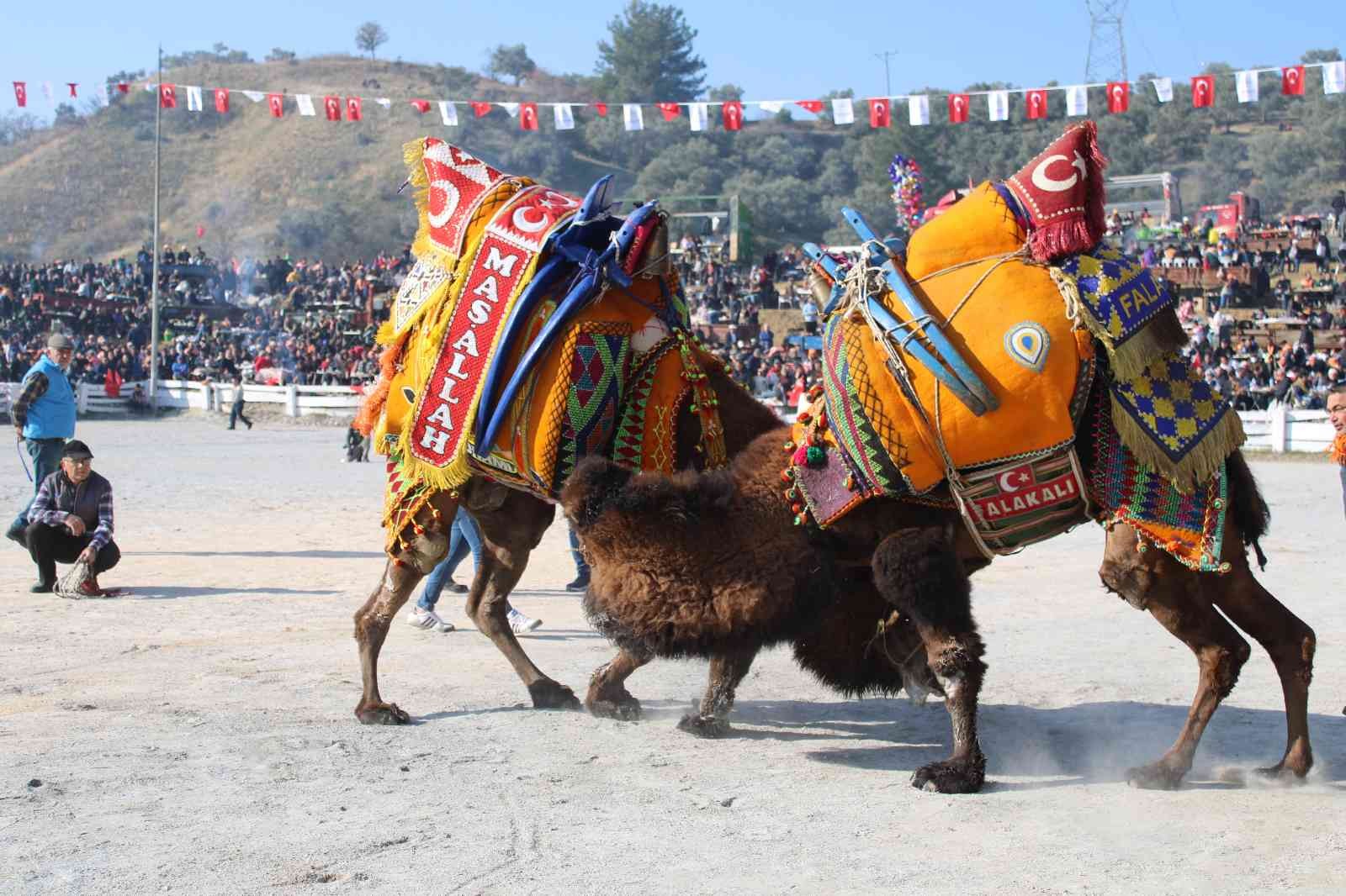 Aydın’da deve güreşleri panayır havasında geçti