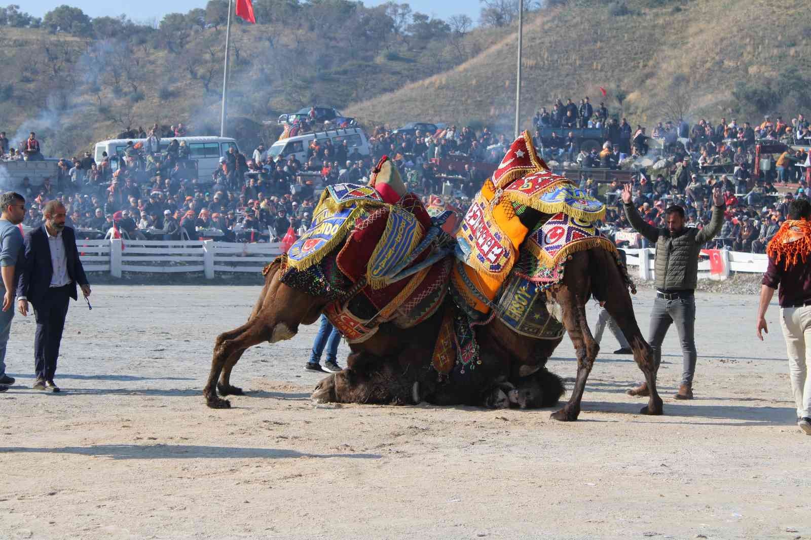 Aydın’da deve güreşleri panayır havasında geçti