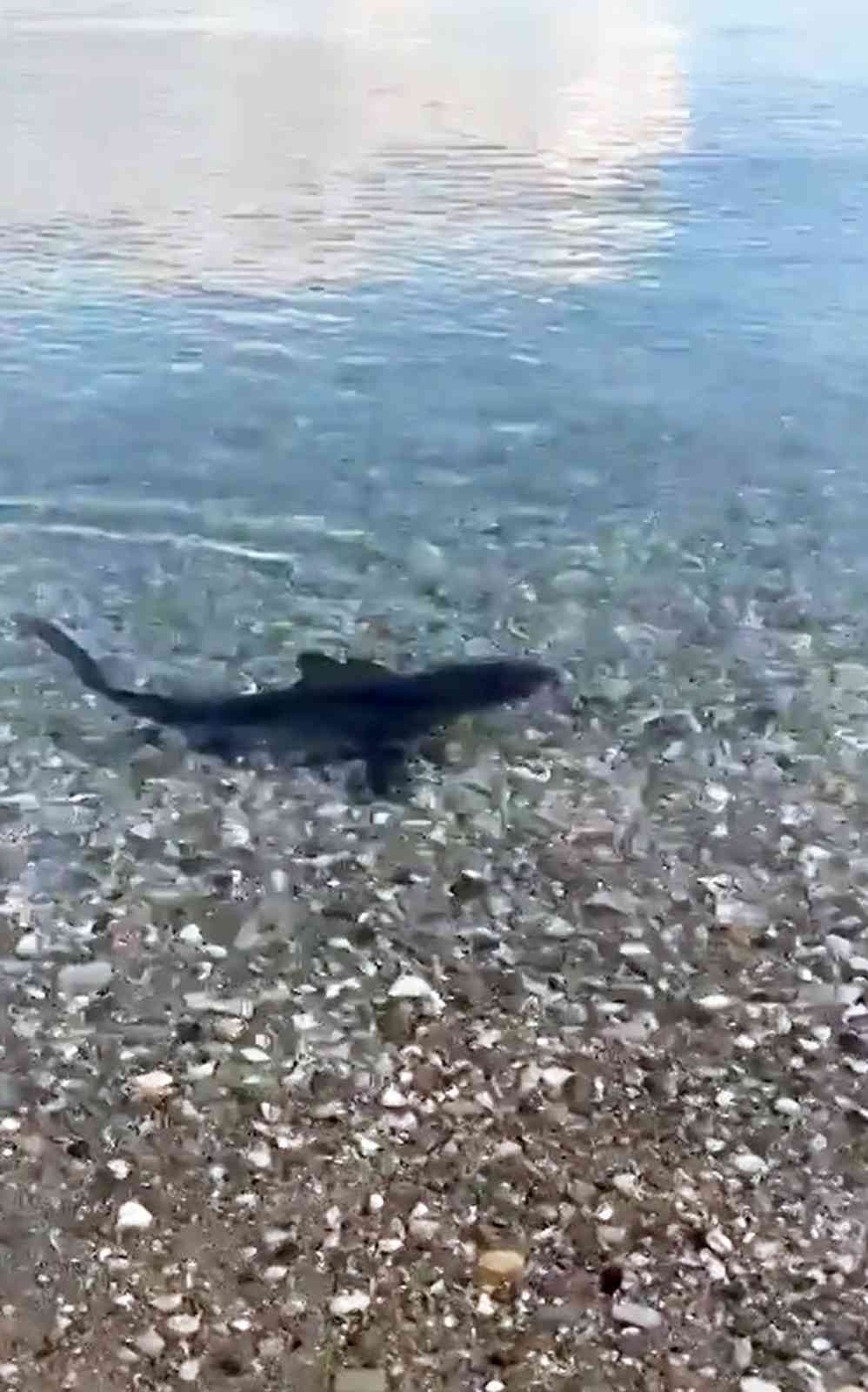 Koruma altındaki köpekbalığı, kıyıya yakın görüntülendi