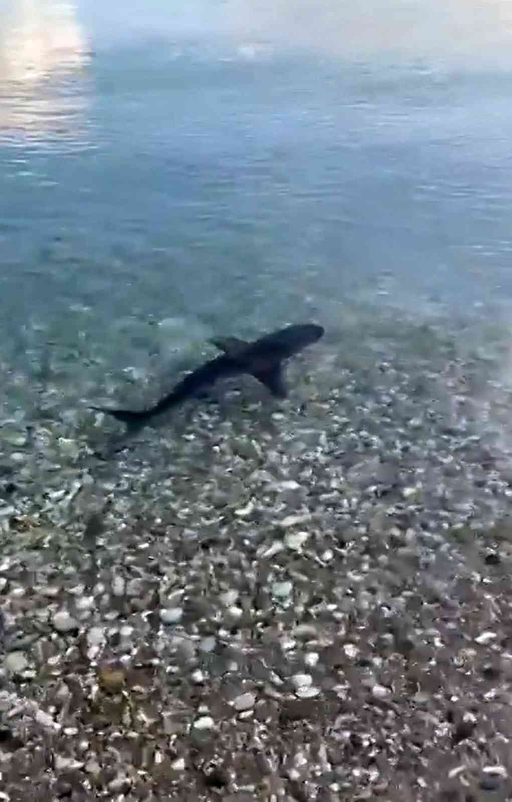 Koruma altındaki köpekbalığı, kıyıya yakın görüntülendi