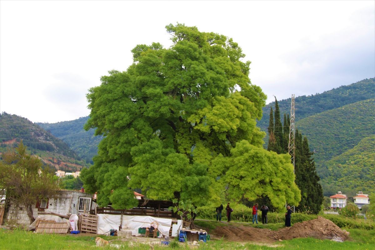 Doğaseverler, 210 yaşındaki ağacın korunması için harekete geçti