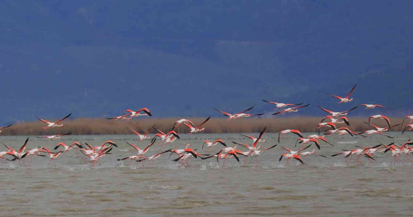 Bafa Gölü’nün balerinleri, görsel şölen oluşturdu
