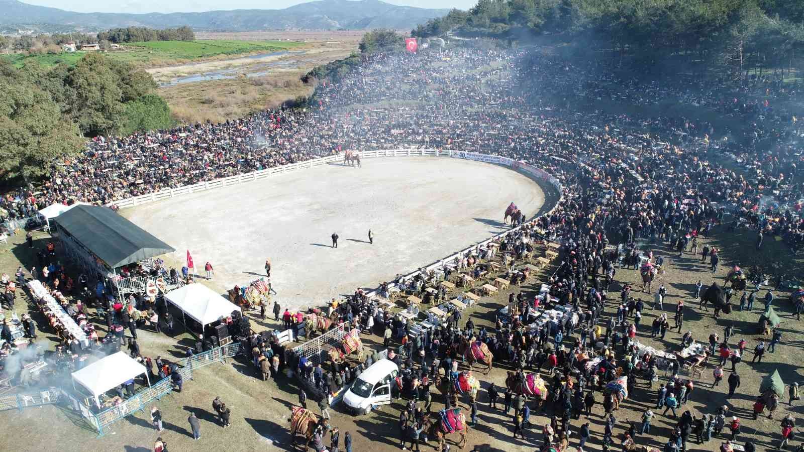 41. Uluslararası Efes Selçuk Deve Güreşleri Festivali başlıyor