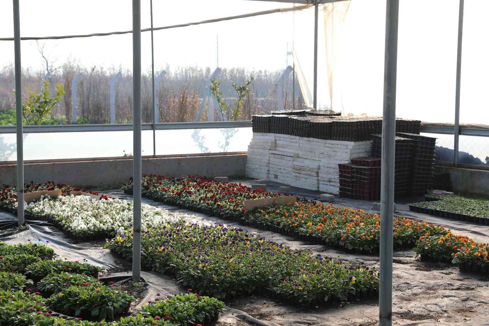 Efeler Belediyesi’nin yetiştirdiği çiçekler kenti süslüyor