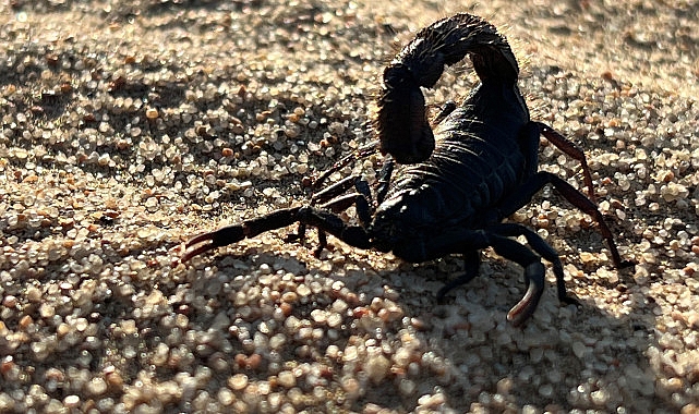 'Afrika'nın Ölümcül Avcıları: Beklenmedik Katiller Özel' National Geographic WILD Ekranlarında!