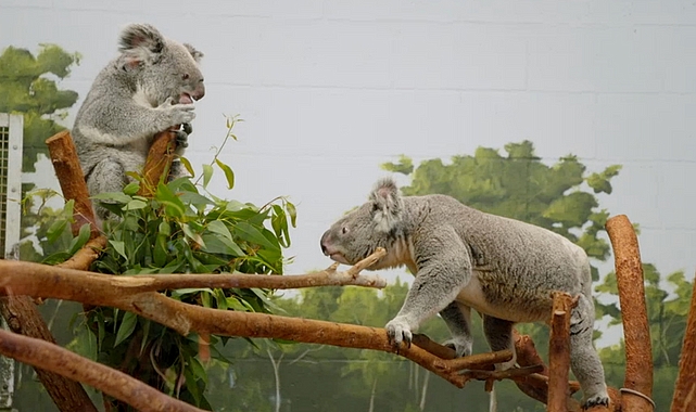 'Tampa'nın Sırları: Sevgililer Özel' 15 Mayıs Çarşamba Günü 20.00'de National Geographic WILD Ekranlarında!