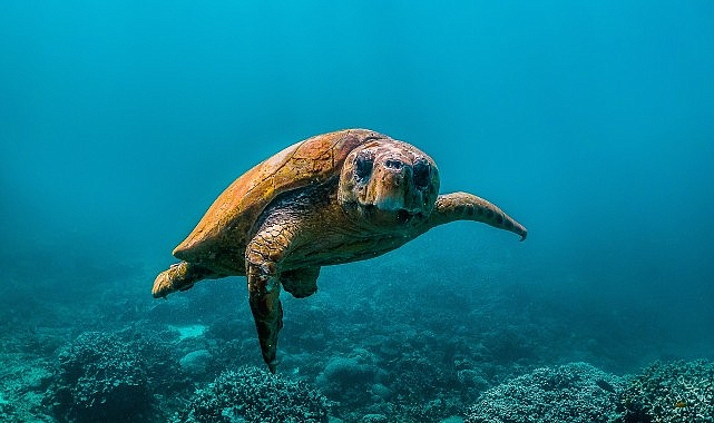 National Geographic NOW Seç-İzle Servisi Temmuz Ayında 'Okyanuslar' Temasıyla Dopdolu İçerikler Sunuyor